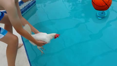 Can a chicken swim?