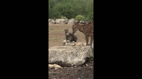 Cat slaps rescued deer when it gets too close