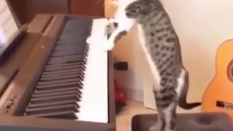 Sweet Cat Playing Piano I Cute cat Playing Piano