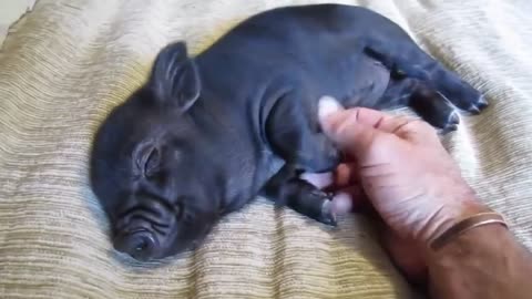 This cute lil piggy just wants some love 😍