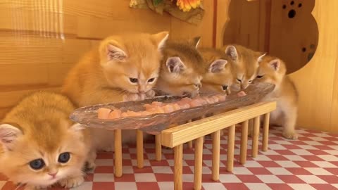 Cute Cat Kittens