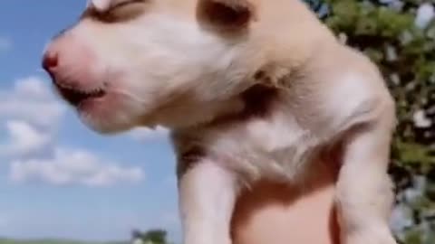 Cute and Funny Dog Videos Aww Animals