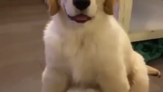 😍Cute and Funny Dog Compilation