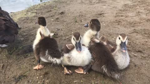 So cute mom duck with chicks