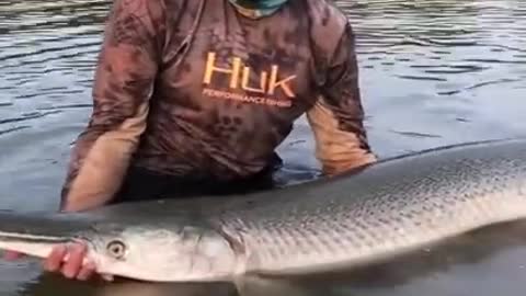 Top viral fish fishing Amazing fish video ,fishing video TIK TOK 21dd