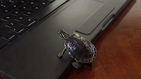 Animated Turtle Gestures as if talking while on Computer Laptop