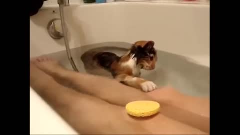 Kitten playing in the bathtub - Gatita jugando en la bañera