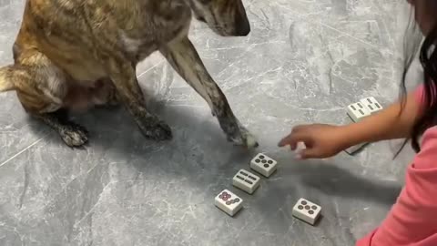 This dogs is really smart