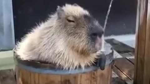 Capybaras have perfected the art of relaxation