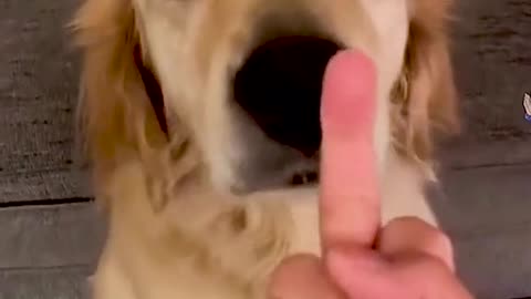 Dogs reaction when showing them the middle finger.