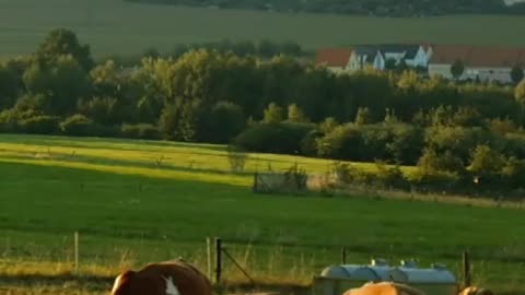 A group of lovely cattle in the afternoon pasture