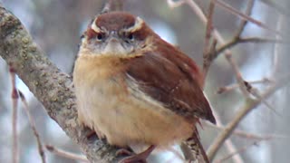 Wren