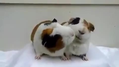 Two cute guinea pigs eating