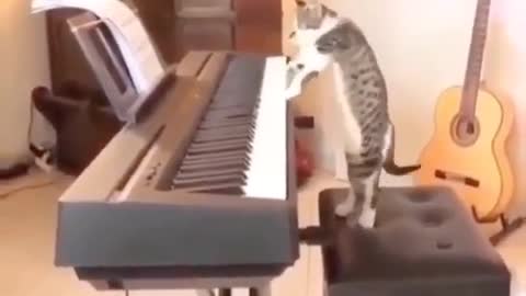 😂 Very talented cat demands applause after performing on the piano