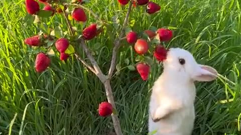 Making a strawberry tree for the little bunny, wishing you a happy and worry-free life.