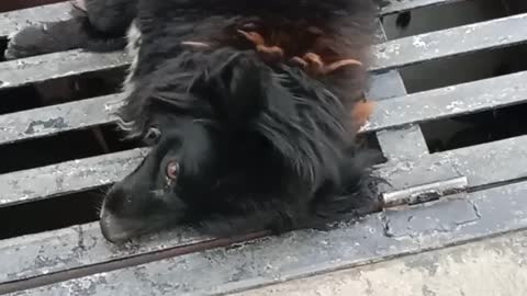 Cute Dog Lying down after drinking 😍😃