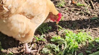 OMC! Whitey and friends slurping down their greens on a nice summer day!