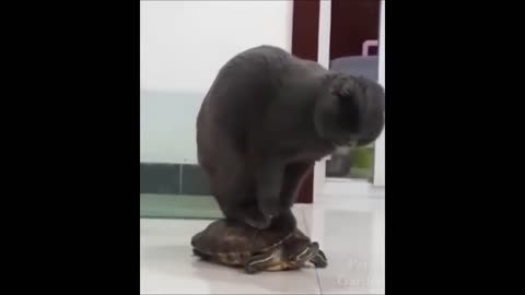 Best Videos of funny animal 2024😍!!