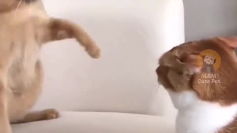 Funny and Cute Cats Videos #326