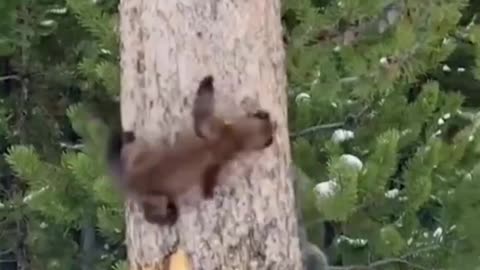 Two squirrels are playing in a tree