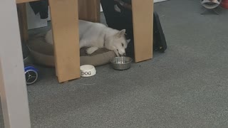 Lazy Husky Dog