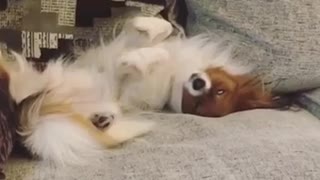 Grey couch dog sleeps with eye rolled back