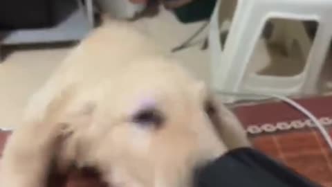 Dogs pet wait for end