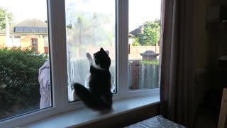 Energetic Cat Loses It When Owner Cleans The Outside Windows