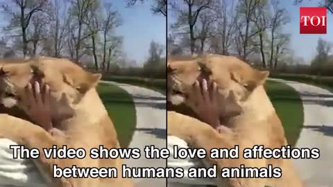 Lion lovingly embraces founder of sanctuary that saved his life and video goes viral