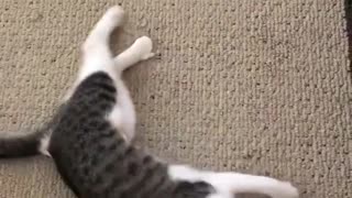 Cat play with Toy