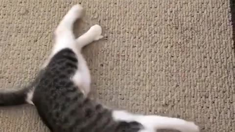 Cat play with Toy