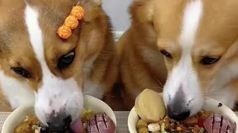 Two Dogs Enjoying a Delicious Dinner Together