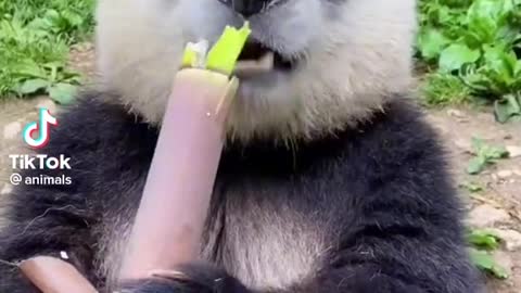 Pet lover|A cute panda funny video.