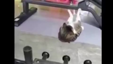 look how strong this cat & dog funny animal
