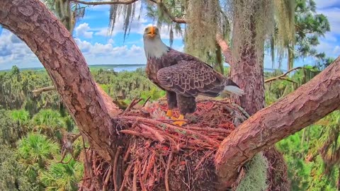 Bald Eagle Eats Entire Catfish in 2 Minutes Flat!