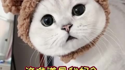 confused cute cat