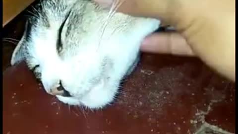 My cute cat sleeping nice video