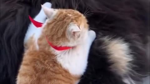 Cat finds the puppies of his giant dog friend. Beautiful friendship. So cute!