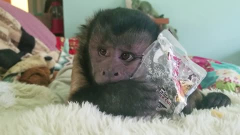 Monkey Makes a Simple Monkey-Made Toy Out of a Plastic Container!