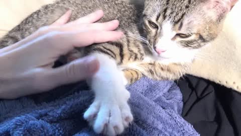 Purring Cat ASMR 1.5 Hours