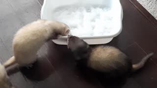 3 Ferrets and a Bucket of Snow