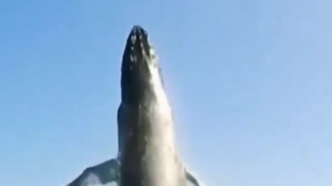 Amazing whale sighting