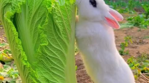 Cute Little Rabbit