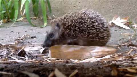 TRY NOT TO AWW! : Cute Little Hedgehogs Compilation