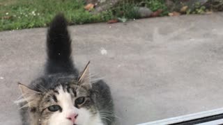 Parrot Plays Peek-A-Boo With Neighbors Cat