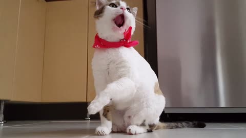 Funny and cute white brown cat enjoying it self