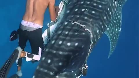 Whale. Shark Rescue