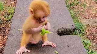 Pretty baby monkey?