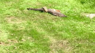 Juvenile red tail hawk