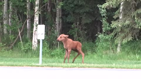 Someone captured a cute baby moose trying to show this road sign who's boss.